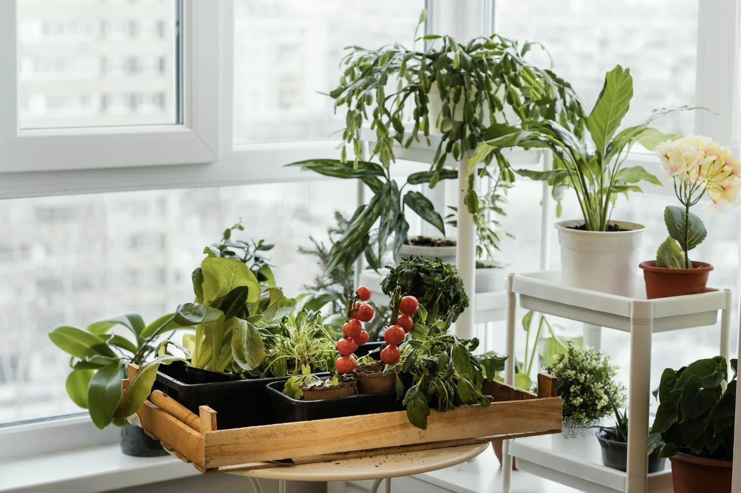 Cómo diseñar un jardín interior: tipos, estilos e ideas
