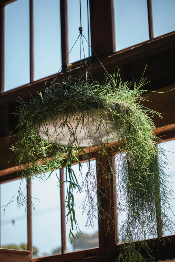 Ideas de jardín interior: jardín colgante